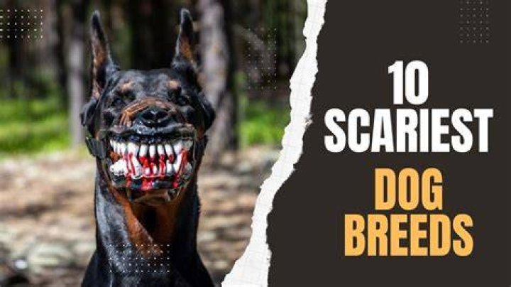 10 Of The Most Terrifying Dog Breeds You Should Be Cautious Of