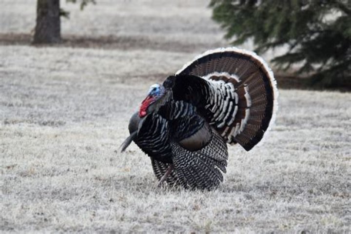 All About The Male Turkey