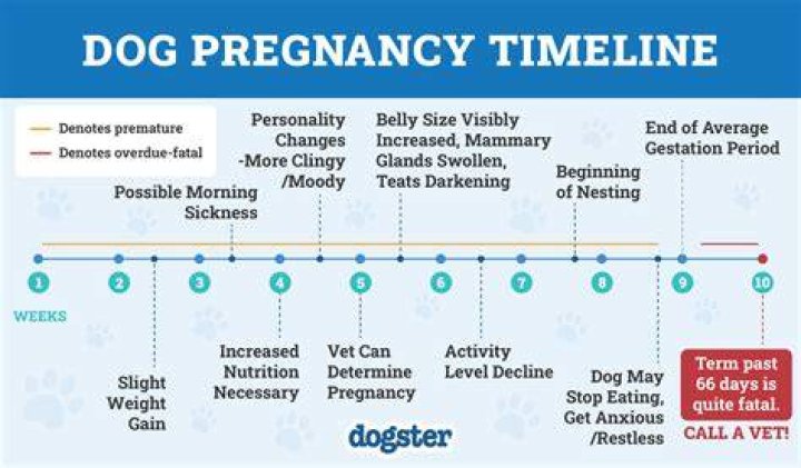 All The Details On Her Pregnancy