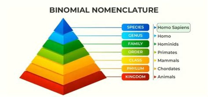 Determine The Order Of Names In The Binomial System