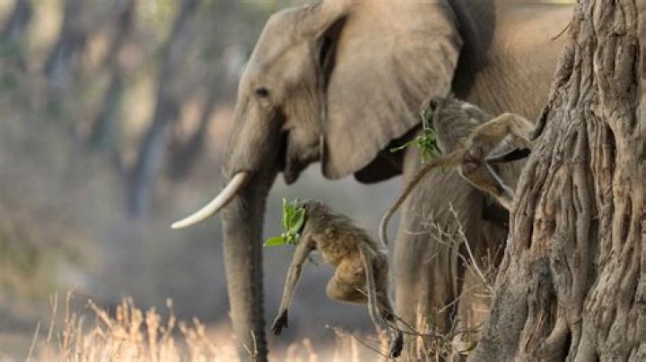 Discover The Olive Baboon And African Elephant: A Unique Symbiosis