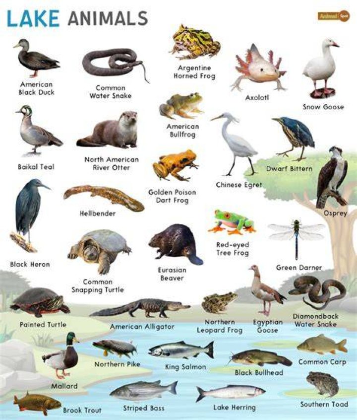 Discover Uncommon Lake-Dwelling Animals