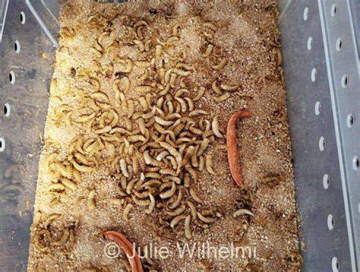 Do Mealworms Have A Bite?