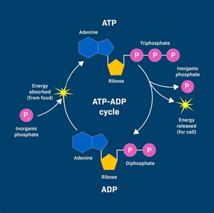 How The Body Produces Essential Cellular Fuel (ATP)