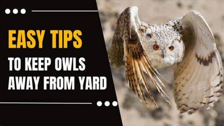How To Effectively Keep Owls Away: A Detailed Guide