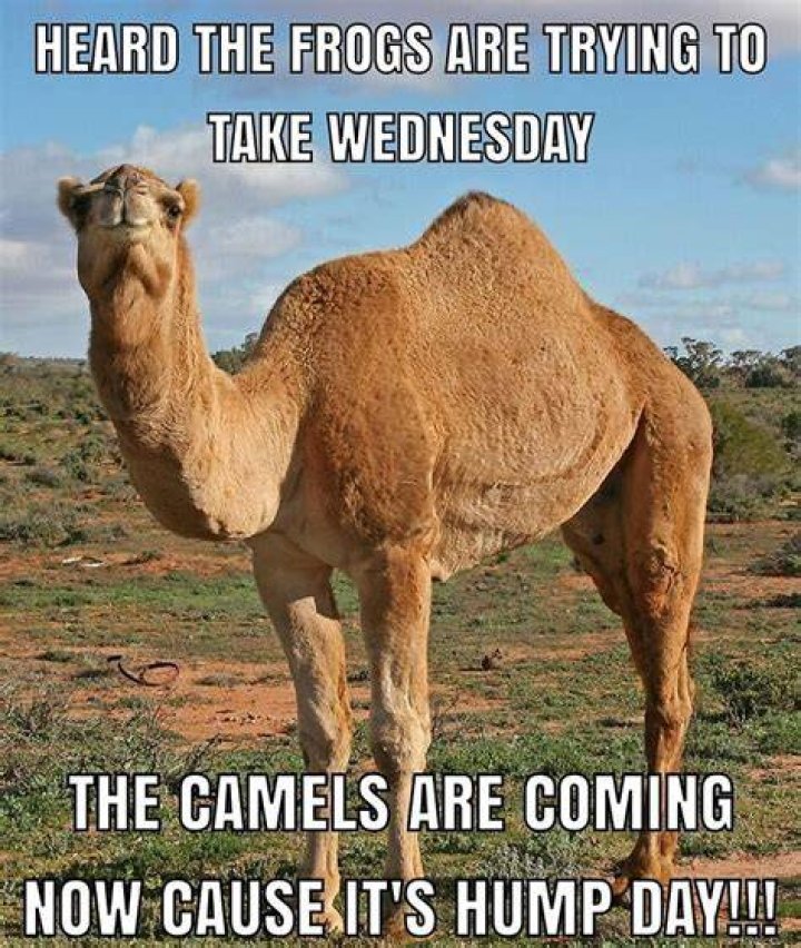Humorous Hump Day Memes To Get You Through The Week