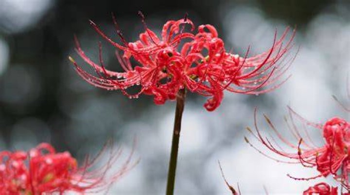 Insights Into The Meaning Behind Spider Lilies