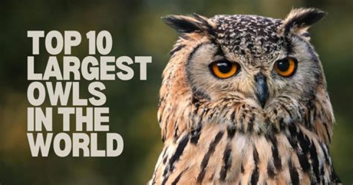 Largest Owl Species: A Fascinating Look At The World's Biggest Owls
