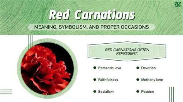 The Deep Significance Of Dark Red Carnations