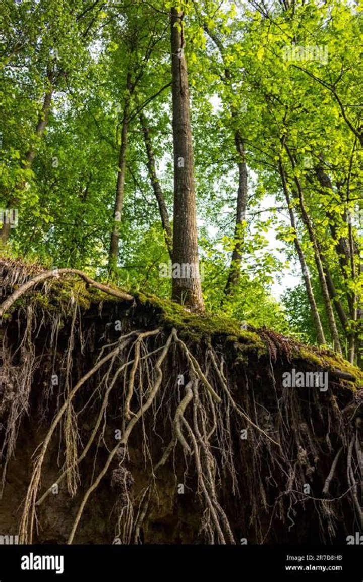 The Enigmatic Origin Of Lamine's Paternal Lineage: Unveiling The Roots Of A Legend