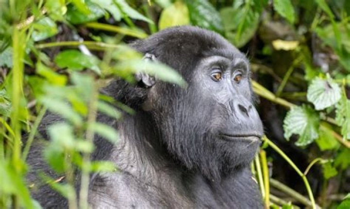 The Gorilla Age Rapper: A Legend's Journey