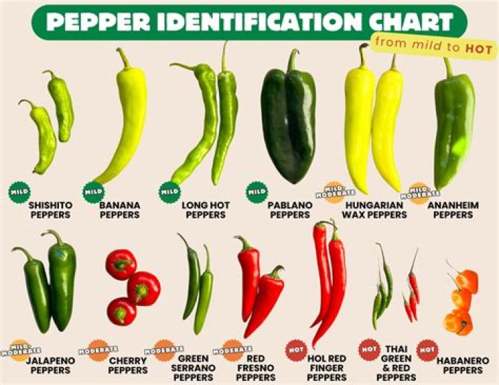 The Ultimate Guide To Red Hot Chili Pepper GF: Everything You Need To Know