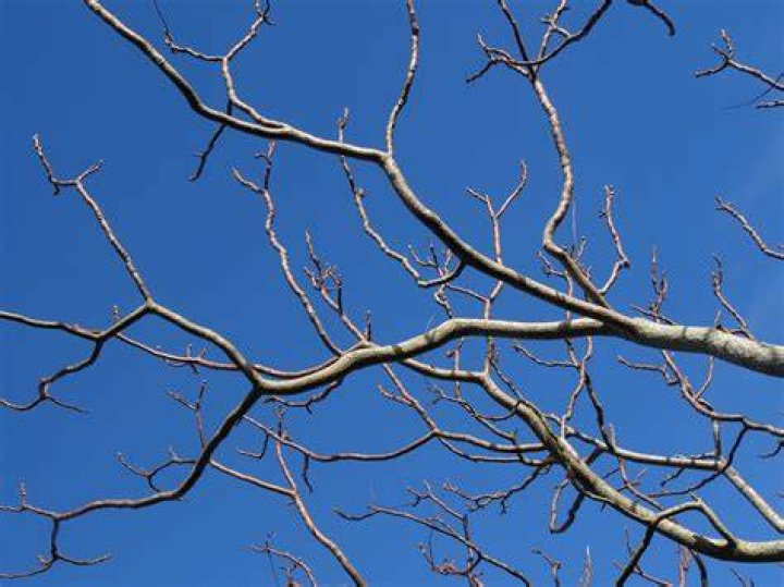 Tree branches ·