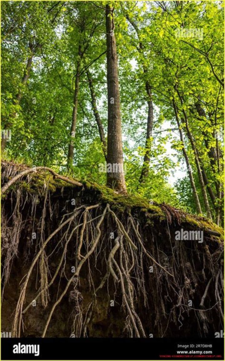 Uncovering The Roots Of A Cultural Icon