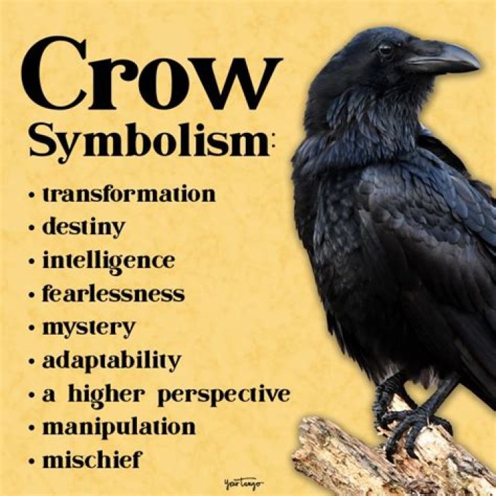 Understanding The Mystical Black Crow Symbolism