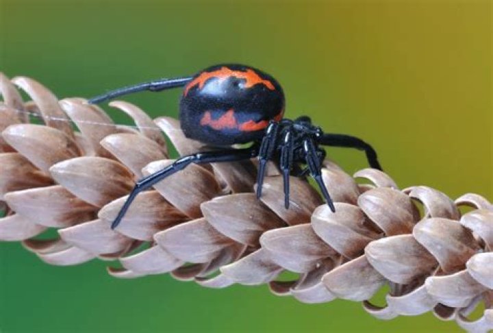 Unveiling The Fate Of Spiders: Do They Perish From High Falls?