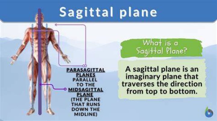 What Is The Median Sagittal In The Human Body?