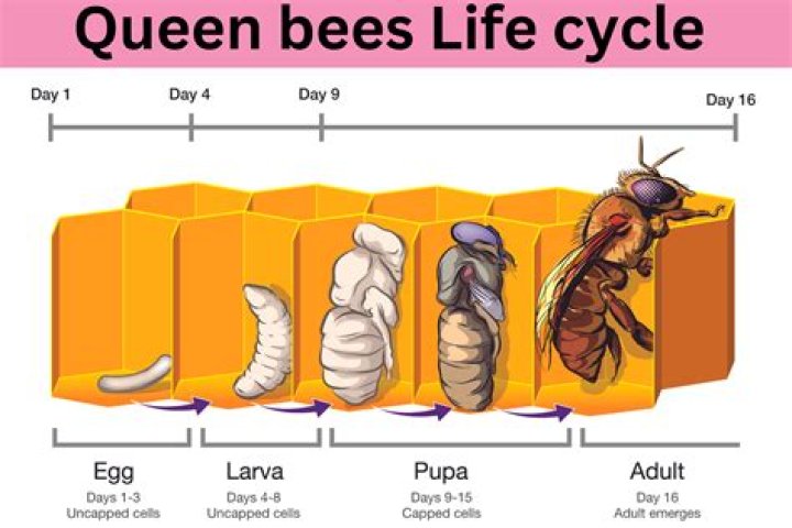 Which Bee Gee's Life Ended In Suicide?